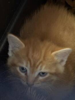 Domestic Short Hair Cats Available for Adoption in Fort Walton Beach, Florida - AMAYA | PetCurious