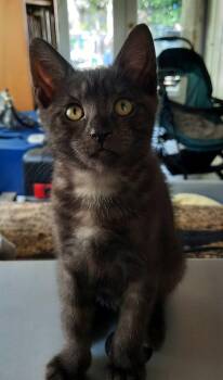Kitten Halo -  Domestic Short Hair Cat for Adoption in Seal Beach, California - Kitten Halo | PetCurious