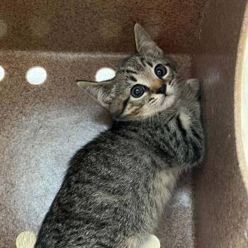 Nymph -  Domestic Short Hair Cat for Adoption in Lyndhurst, Virginia - Nymph | PetCurious