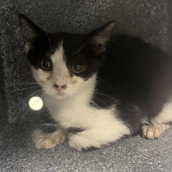 Trixie -  Domestic Short Hair Cat for Adoption in Des Moines, Iowa - Trixie | PetCurious