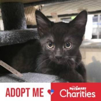 Salina -  Domestic Short Hair Cat for Adoption in Falls Church, Virginia - Salina | PetCurious