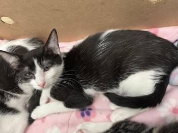 Bud -  Domestic Short Hair Cat for Adoption - Bud | PetCurious