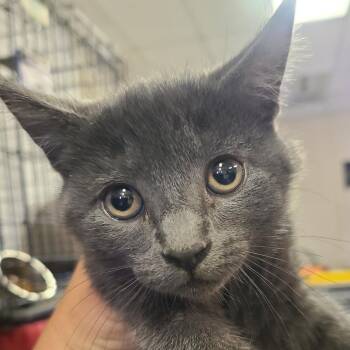 Cruise -  Domestic Short Hair Cat for Adoption in Hemet, California - Cruise | PetCurious