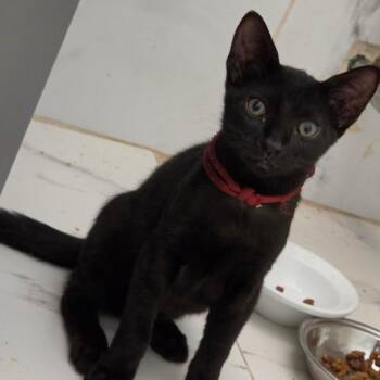Romesco -  Domestic Short Hair Cat for Adoption in Pompano Beach, Florida - Romesco | PetCurious