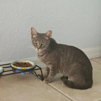 Lucy Lu -  Domestic Short Hair Cat for Adoption in Jupiter, Florida - Lucy Lu | PetCurious