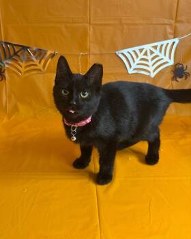 Pink Lemonade -  Domestic Short Hair Cat for Adoption in Cleveland, Ohio - Pink Lemonade | PetCurious