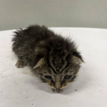 Sonny -  Domestic Short Hair Cat for Adoption in Tampa, Florida - Sonny | PetCurious