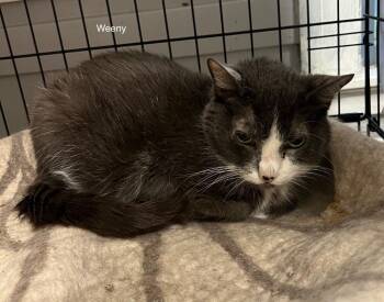 Weeny -  Domestic Short Hair Cat for Adoption in Windsor, Connecticut - Weeny | PetCurious