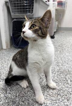 Toucan -  Domestic Short Hair Cat for Adoption in Pomona, New York - Toucan | PetCurious