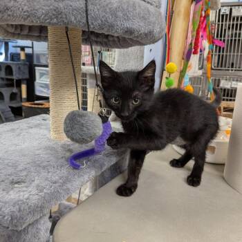 Alina -  Domestic Short Hair Cat for Adoption in Falls Church, Virginia - Alina | PetCurious