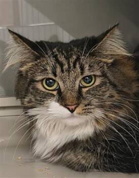 SASUKI -  Domestic Short Hair Cat for Adoption in Las Vegas, Nevada - SASUKI | PetCurious
