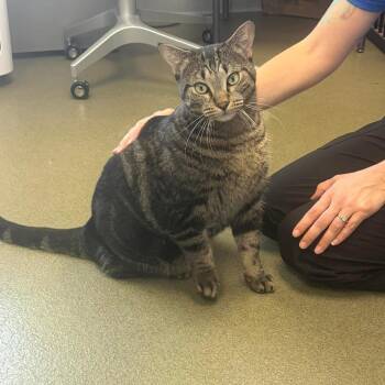 Jack Jack C12055 -  Domestic Short Hair Cat for Adoption - Jack Jack C12055 | PetCurious