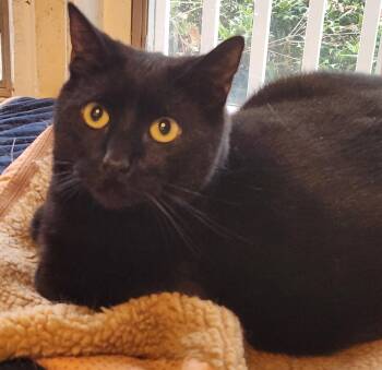 Roxy 26-044 -  Domestic Short Hair Cat for Adoption in Ocean Pines, Maryland - Roxy 26-044 | PetCurious