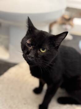 Rescue Domestic Short Hair Cats for Adoption in New Braunfels, Texas - Pepo | PetCurious