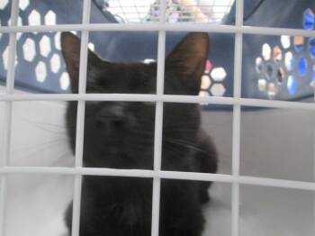 Domestic Short Hair Cats Available for Adoption in Ocala, Florida - A382892 | PetCurious