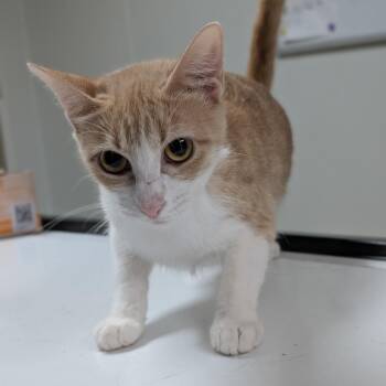 Lola -  Domestic Short Hair Cat for Adoption in Canton, Illinois - Lola | PetCurious