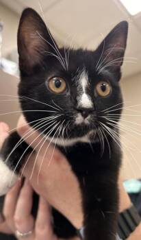 Susan -  Domestic Short Hair Cat for Adoption in Fishers, Indiana - Susan | PetCurious