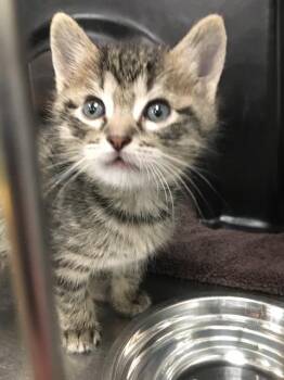 SAM -  Domestic Short Hair Cat for Adoption in Dallas, Texas - SAM | PetCurious