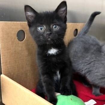 Rescue Domestic Short Hair Cats for Adoption - Sabrina | PetCurious