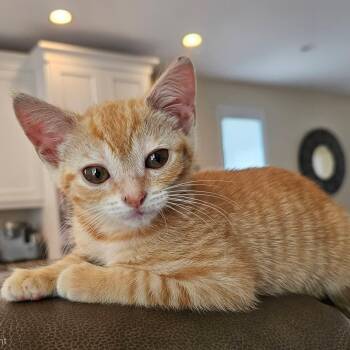 JUNE -  Tabby Cat for Adoption - JUNE | PetCurious