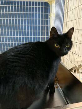 Scarf -  Domestic Medium Hair Cat for Adoption in Claremont, New Hampshire - Scarf | PetCurious