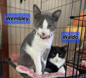 Rescue Domestic Short Hair Cats for Adoption in Bethpage, New York - Welbey | PetCurious