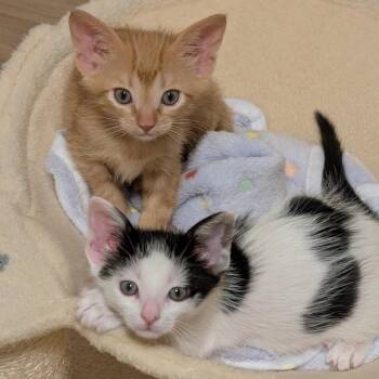 Domestic Short Hair Cats Available for Adoption in Austin, Texas - Under The Sea 2 | PetCurious