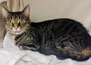MISTY -  Domestic Short Hair Cat for Adoption in Derwood, Maryland - MISTY | PetCurious