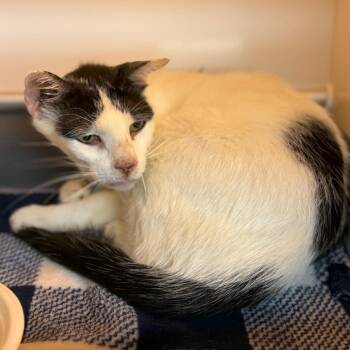 Domestic Short Hair Cats Available for Adoption in Pauls Valley, Oklahoma - Mantis | PetCurious