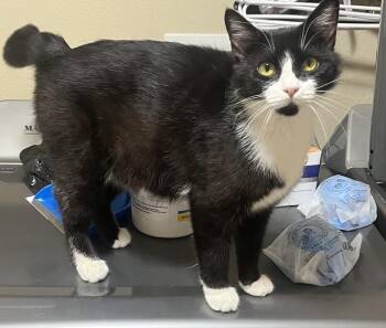 Selene -  Domestic Short Hair Cat for Adoption in Lafayette, Colorado - Selene | PetCurious