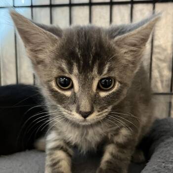 Bluey -  Domestic Short Hair Cat for Adoption in Baker City, Oregon - Bluey | PetCurious