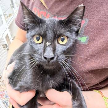 VooDoo-2809 -  Domestic Short Hair Cat for Adoption in Tyler, Texas - VooDoo-2809 | PetCurious