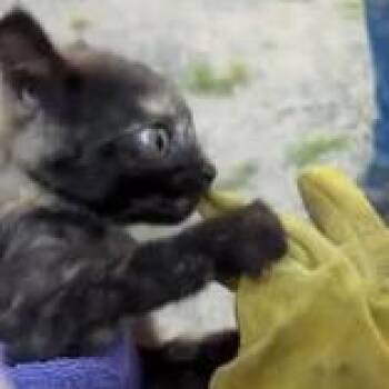 Chili Crisp C11754 -  Domestic Short Hair Cat for Adoption - Chili Crisp C11754 | PetCurious