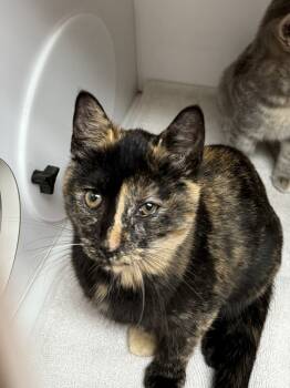 Rescue Domestic Short Hair Cats for Adoption in Bolivar, Missouri - Carnival | PetCurious