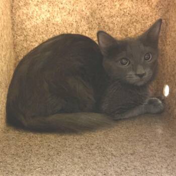 Baby Fluffy -  Domestic Medium Hair Cat for Adoption in San Gabriel, California - Baby Fluffy | PetCurious