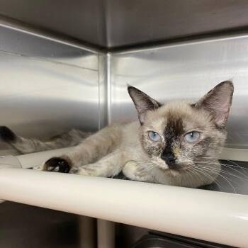 Miso -  Domestic Short Hair Cat for Adoption in Roanoke, Virginia - Miso | PetCurious