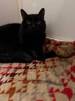 Domestic Short Hair Cats Available for Adoption in Lancaster, Pennsylvania - Pooh Bear | PetCurious