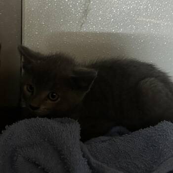 PEACE -  Domestic Short Hair Cat for Adoption in Richmond, California - PEACE | PetCurious