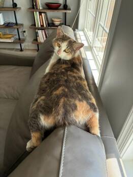 Domestic Short Hair Cats Available for Adoption in Williamsburg, Virginia - Khloe | PetCurious