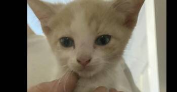 Toby -  Domestic Short Hair Cat for Adoption in West Mifflin, Pennsylvania - Toby | PetCurious