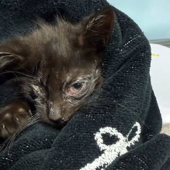 Rescue Domestic Short Hair Cats for Adoption in Vineland, New Jersey - Thackery | PetCurious