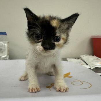 Reign -  Domestic Short Hair Cat for Adoption in Houston, Texas - Reign | PetCurious