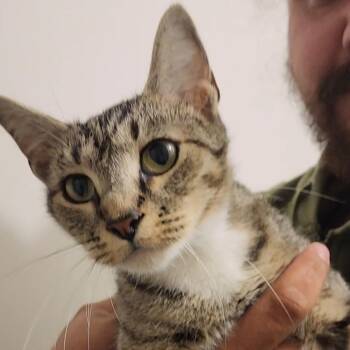 Domestic Short Hair Cats Available for Adoption - Willow | PetCurious