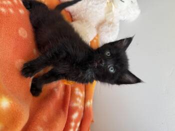 Sirius -  Domestic Short Hair Cat for Adoption in Fruit Heights, Utah - Sirius | PetCurious