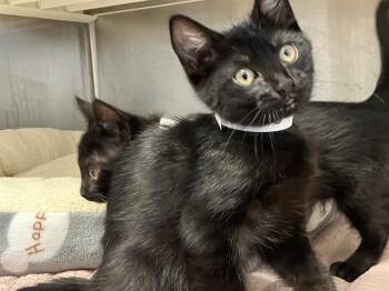 Domestic Short Hair Cats Available for Adoption in Tustin, California - JENNIFER | PetCurious