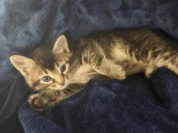 Domestic Short Hair Cats Available for Adoption in Warner Robins, Georgia - Prometheus | PetCurious