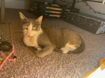 Fable -  Domestic Short Hair Cat for Adoption in Fort Collins, Colorado - Fable | PetCurious