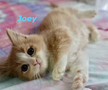 Joey -  Domestic Short Hair Cat for Adoption in Reston, Virginia - Joey | PetCurious