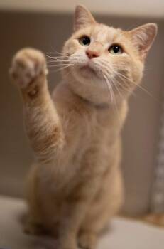 Rescue Domestic Short Hair Cats for Adoption in Fremont, Ohio - Jaq | PetCurious