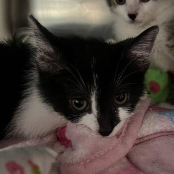 CVO -  Domestic Short Hair Cat for Adoption in Mentor, Ohio - CVO | PetCurious